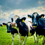 Le bœuf contaminé des élevages conventionnels américains