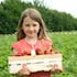 Des pesticides interdits retrouvés dans les fraises et contestés par les producteurs