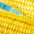 OGM : le gouvernement lève l’interdiction de culture du maïs M810 de Monsanto