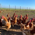 Ferme de Bretonvilliers - 4