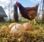 Ferme de Bretonvilliers - 3