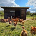 La Ferme Biologique du Grand Bois - 2
