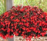 Horticulture Simon Pascal - 1