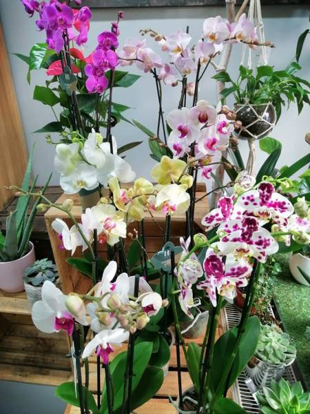 Fleuriste Amandine Juignet