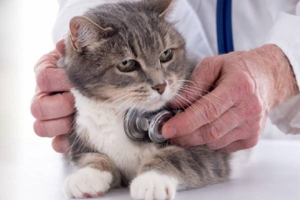 Clinique Vétérinaire des Mille Etangs