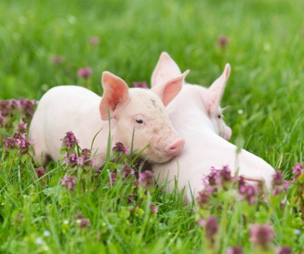 Le Cochon Bio de la Marzan