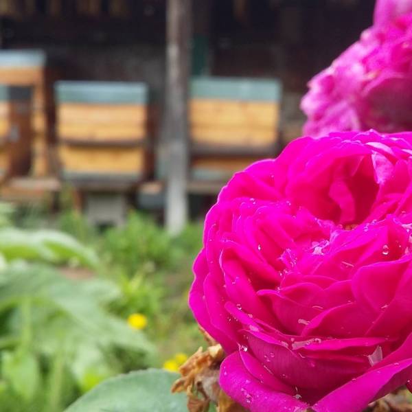 Le rucher de la clef