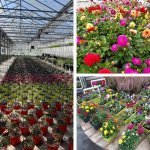 Aux Serres Hermitoises - 4